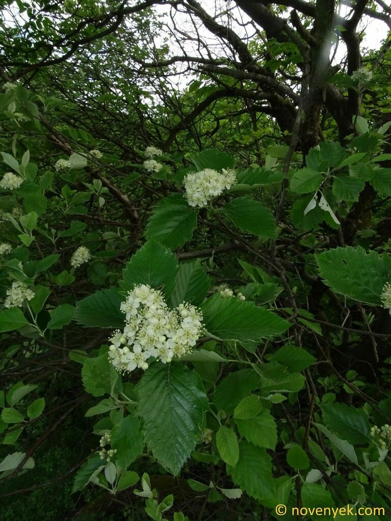 Karpatiosorbus simonkaiana