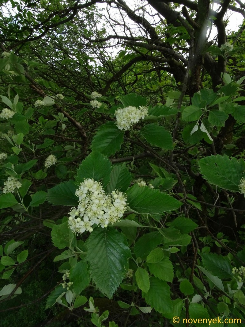 Karpatiosorbus simonkaiana photo 2