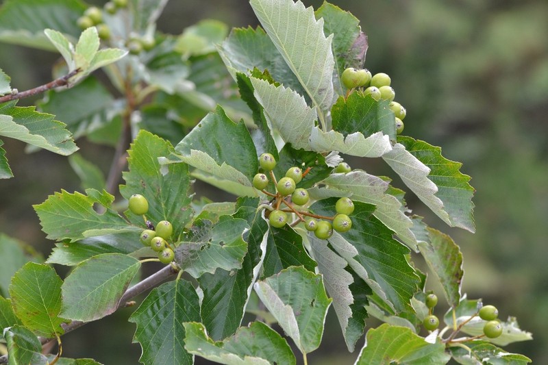 Karpatiosorbus slovenica