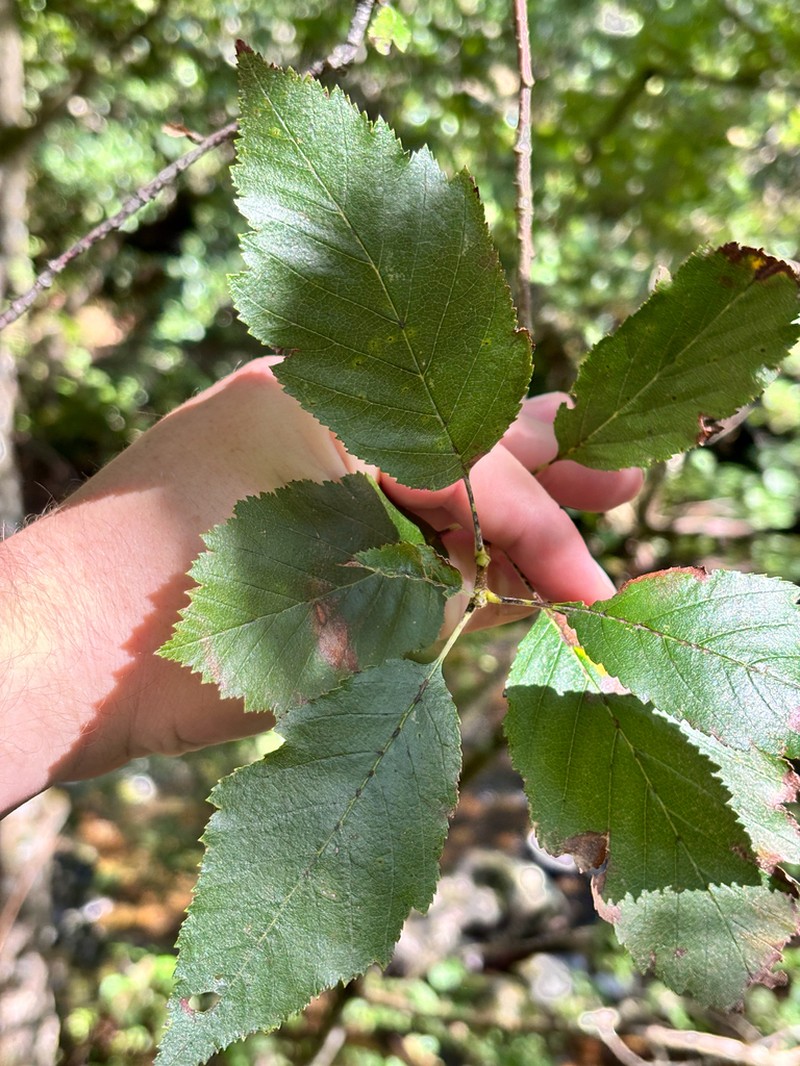 Karpatiosorbus subcuneata photo 3