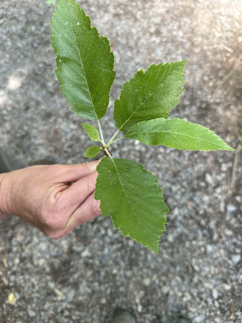 Karpatiosorbus subcuneata photo 4