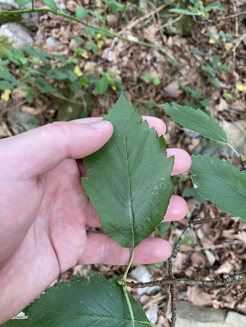 Karpatiosorbus subcuneata photo 7
