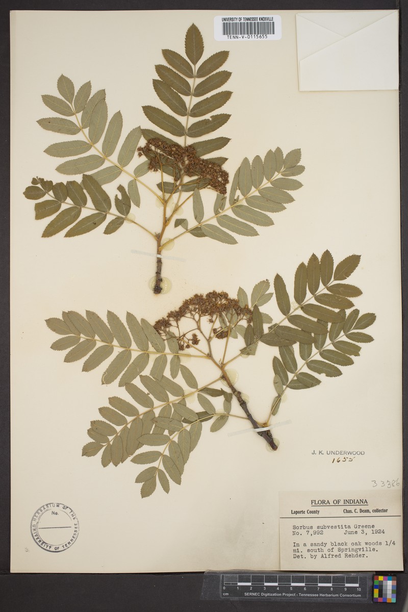 Karpatiosorbus subcuneata