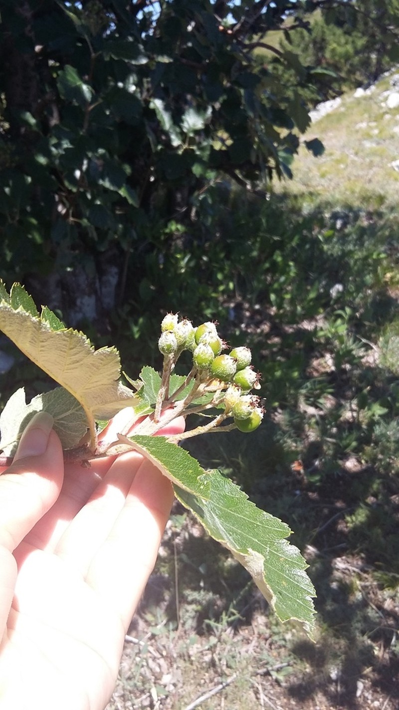 Karpatiosorbus tauricola