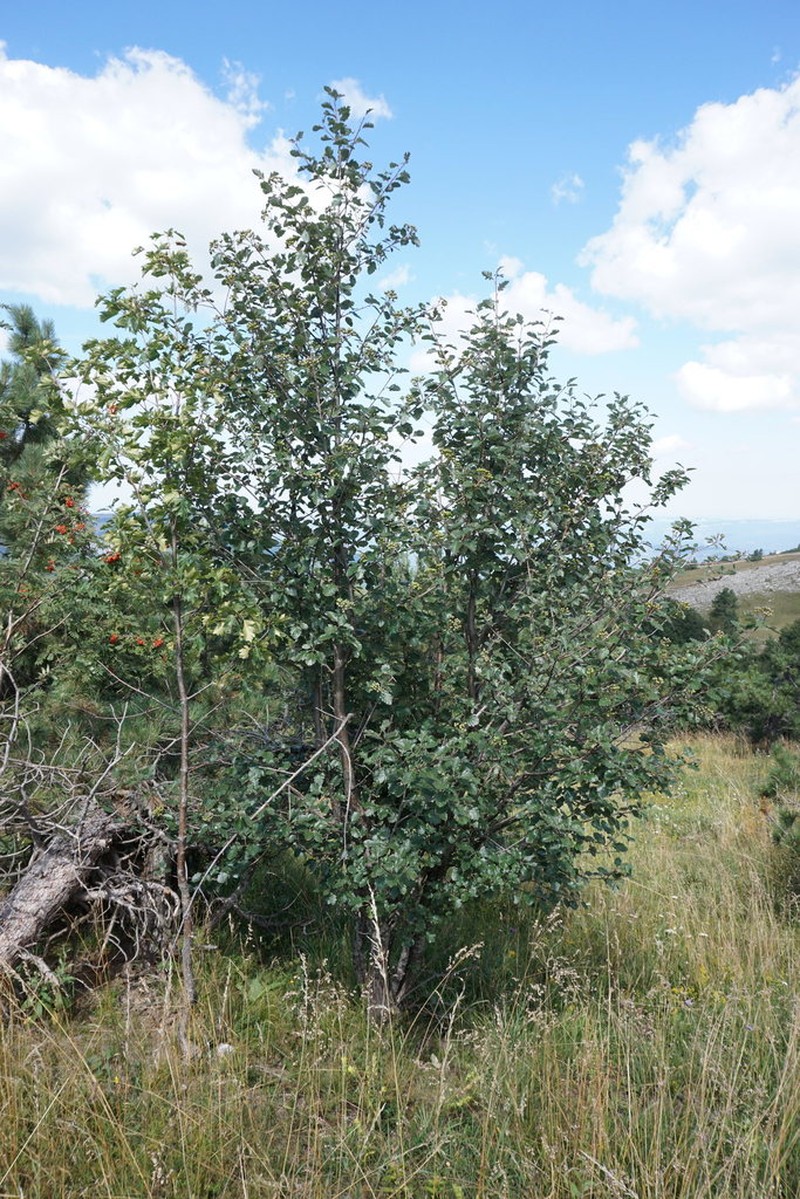 Karpatiosorbus tauricola photo 2