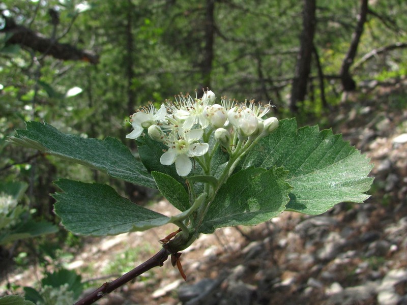 Karpatiosorbus tauricola photo 3