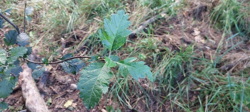 Karpatiosorbus tauricola photo 4