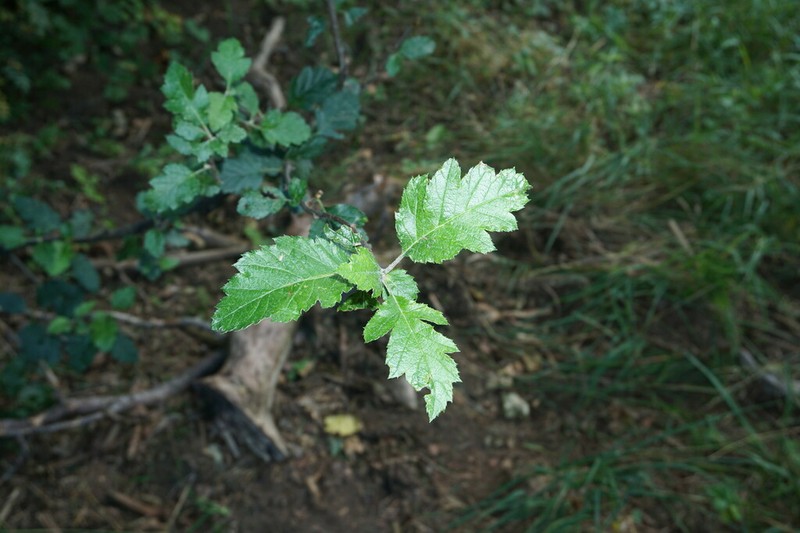 Karpatiosorbus tauricola photo 5