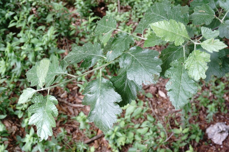 Karpatiosorbus tauricola photo 6