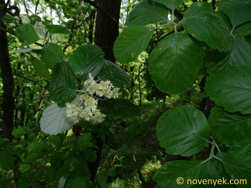 Karpatiosorbus tobani