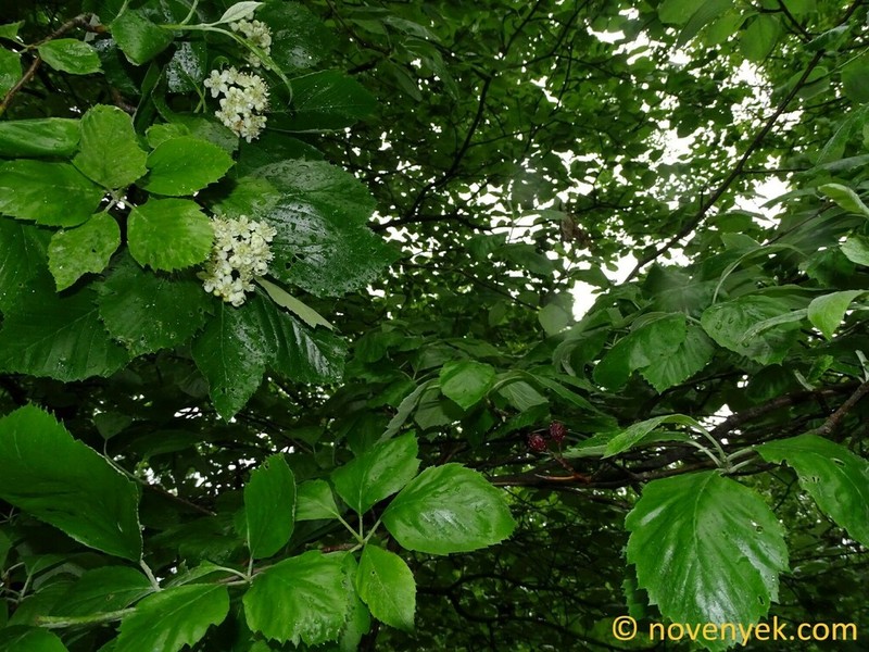 Karpatiosorbus vallerubusensis