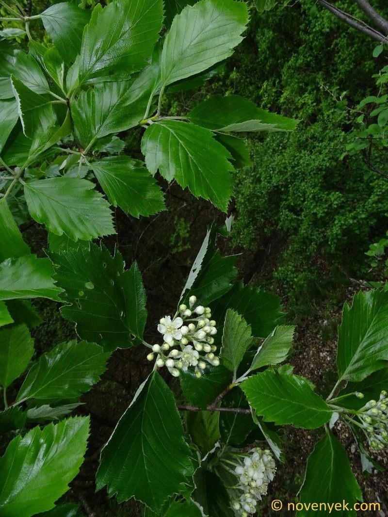 Karpatiosorbus vertesensis