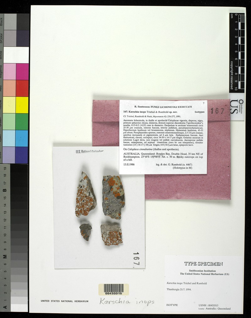 Karschia inops