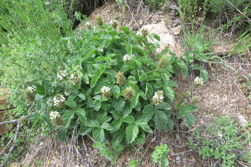 Kartalinia acaulis