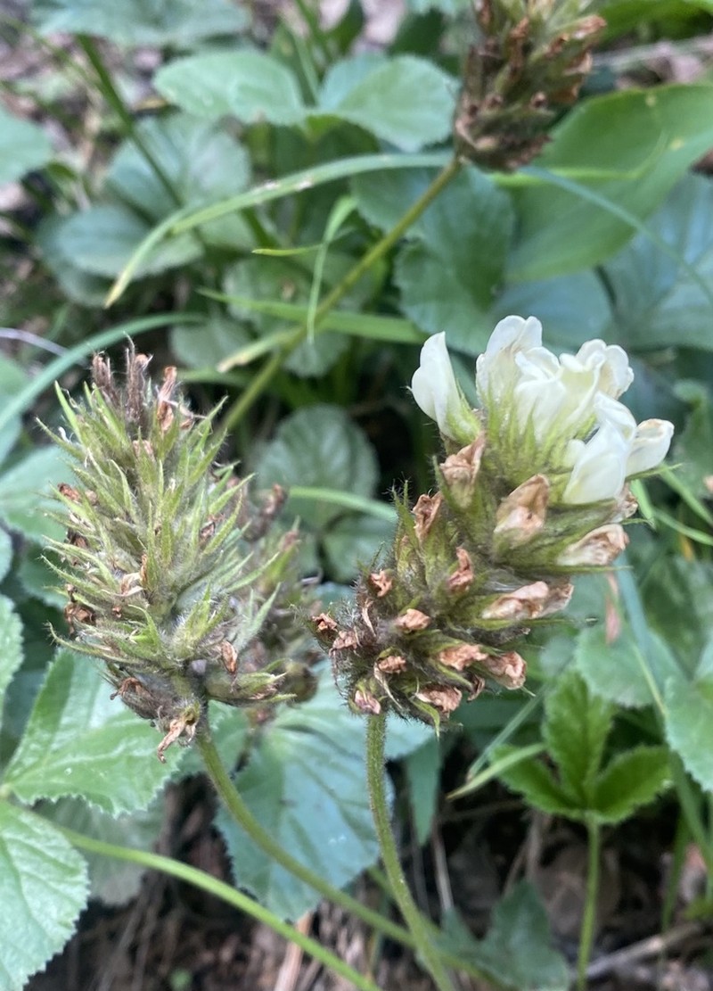Kartalinia acaulis photo 2