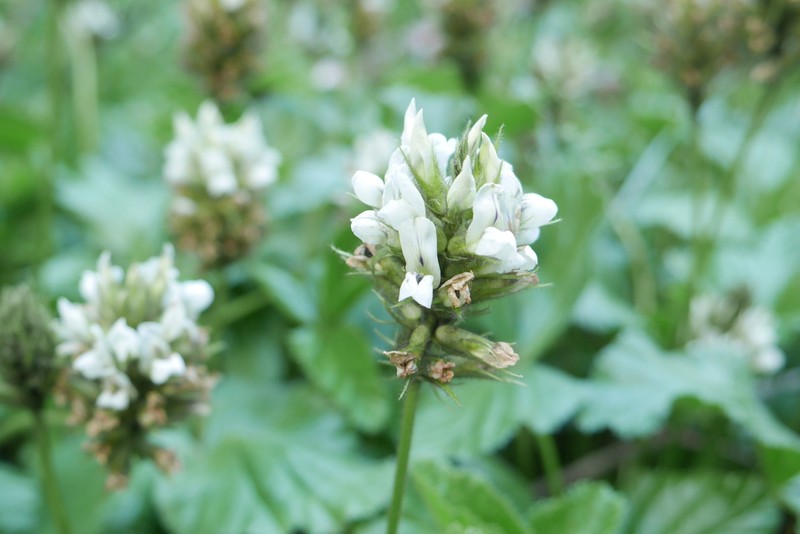 Kartalinia acaulis photo 3
