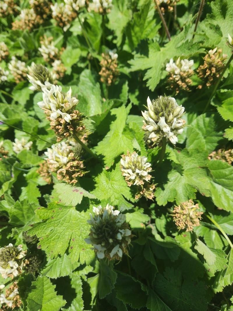 Kartalinia acaulis photo 4