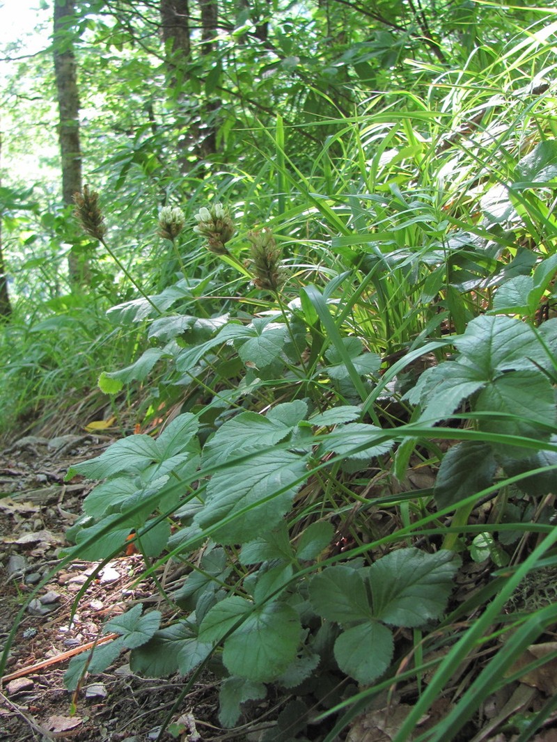Kartalinia acaulis photo 5