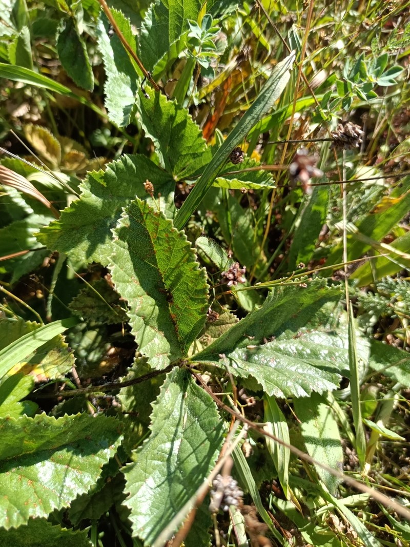 Kartalinia acaulis photo 6