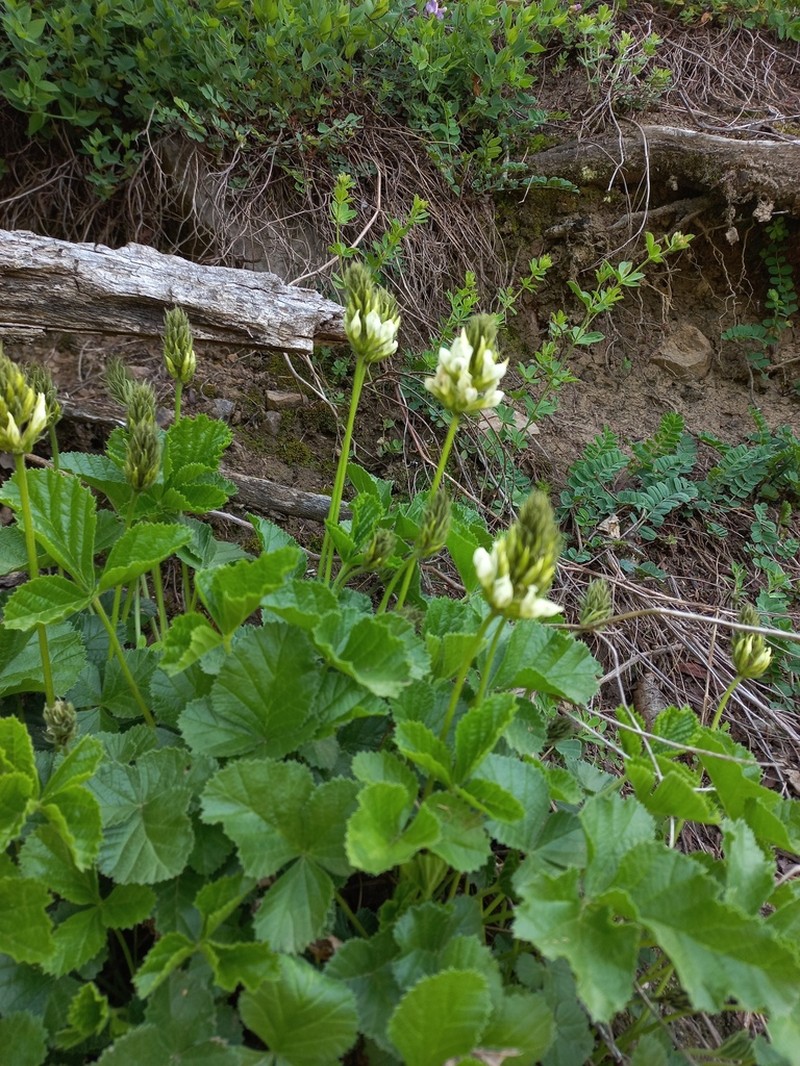 Kartalinia acaulis photo 7
