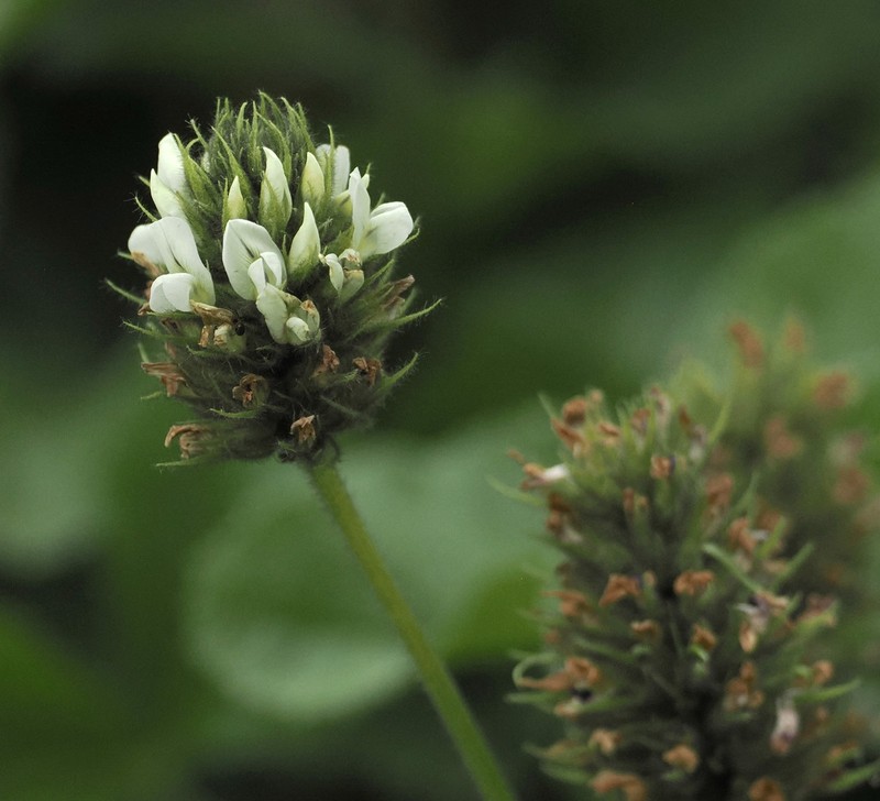 Kartalinia acaulis photo 8