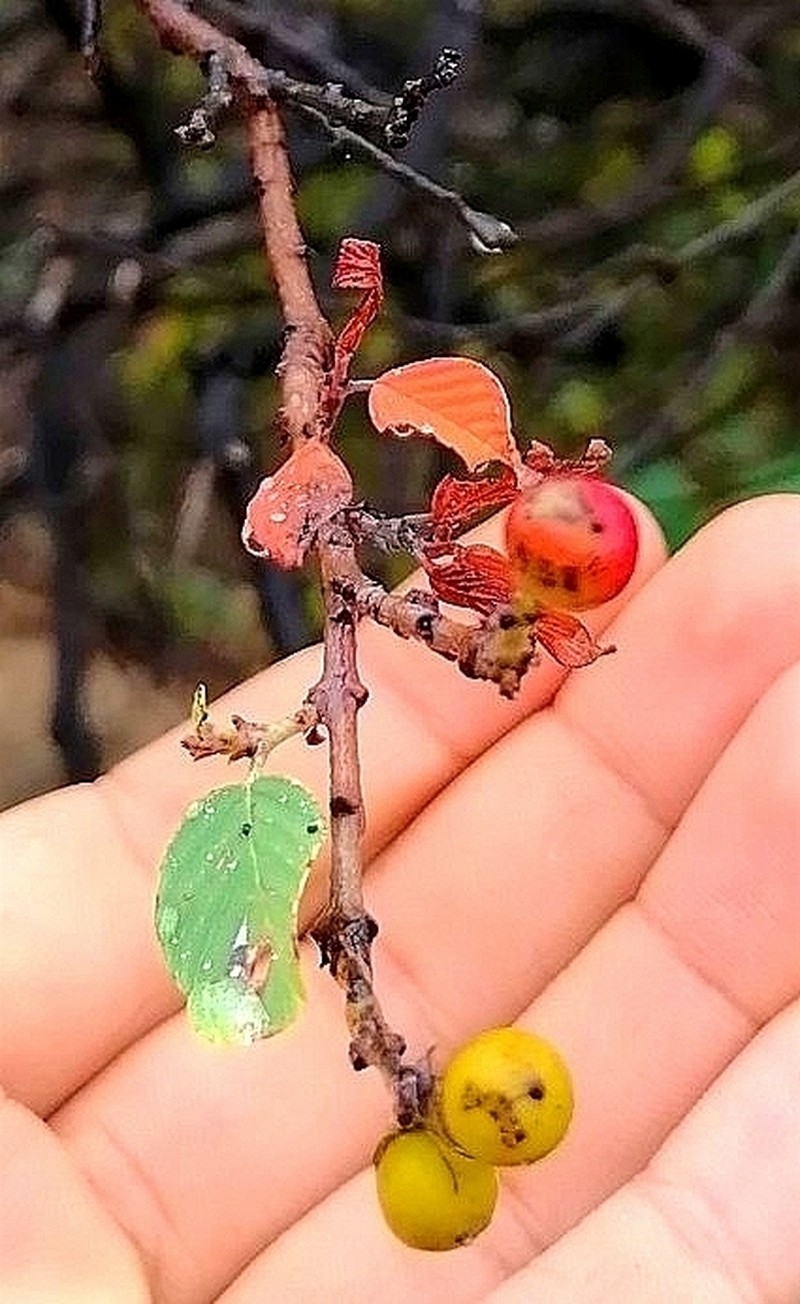 Coyotillo