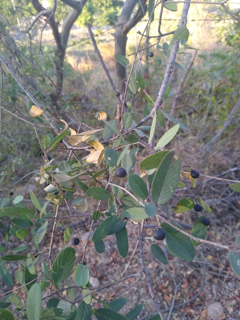 Coyotillo photo 2