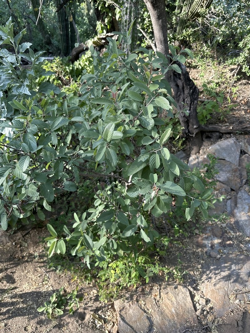 Coyotillo photo 5