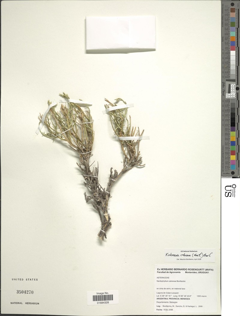 Katinasia cabrerae