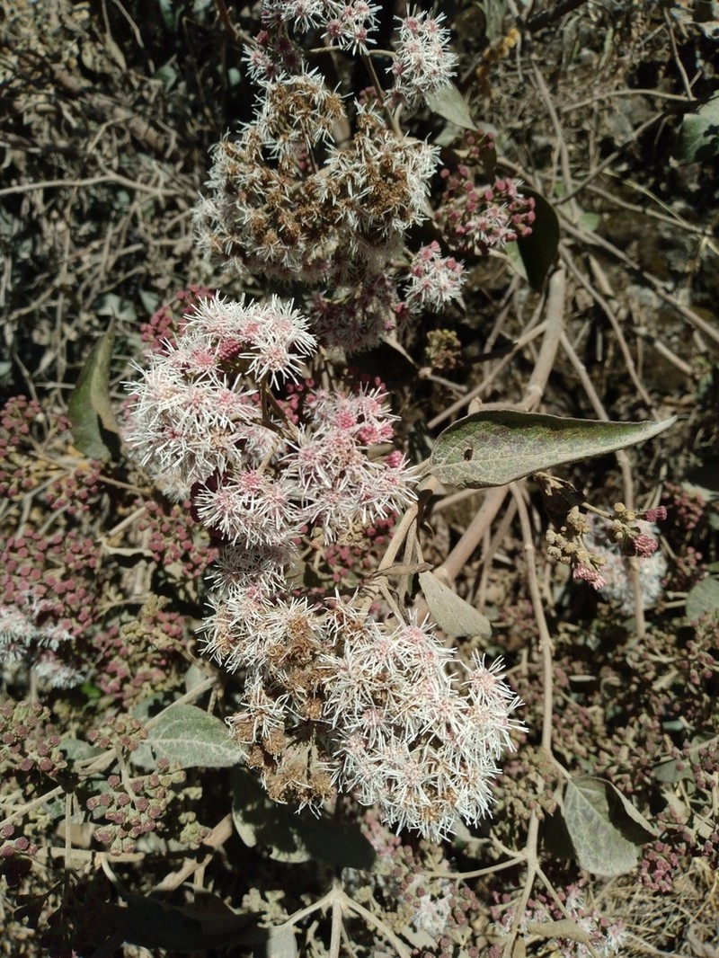 Kaunia endyta