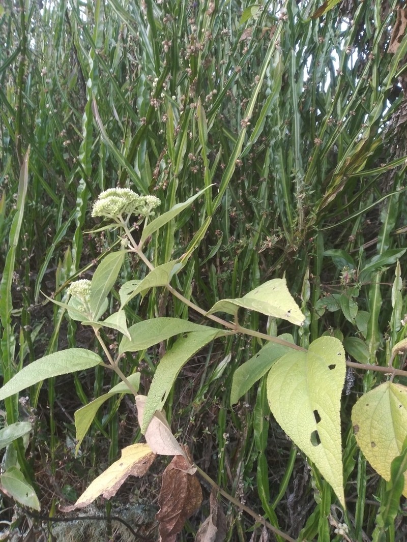 Kaunia endyta photo 2