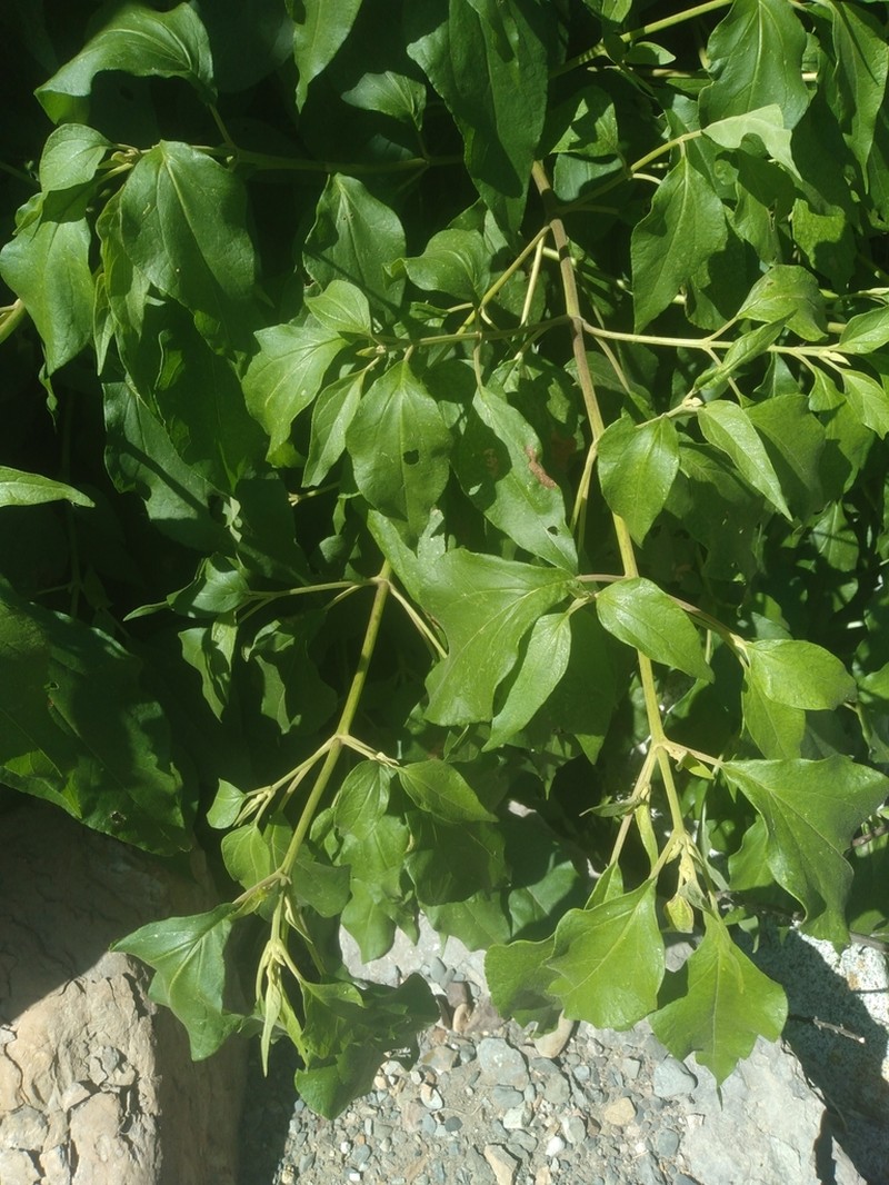 Kaunia endyta photo 3