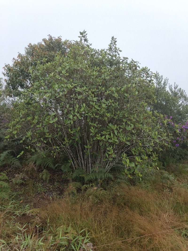 Kaunia gynoxymorpha