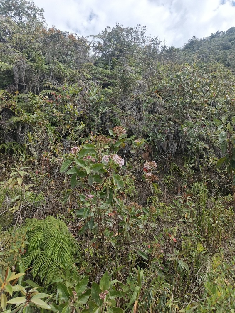 Kaunia gynoxymorpha photo 2