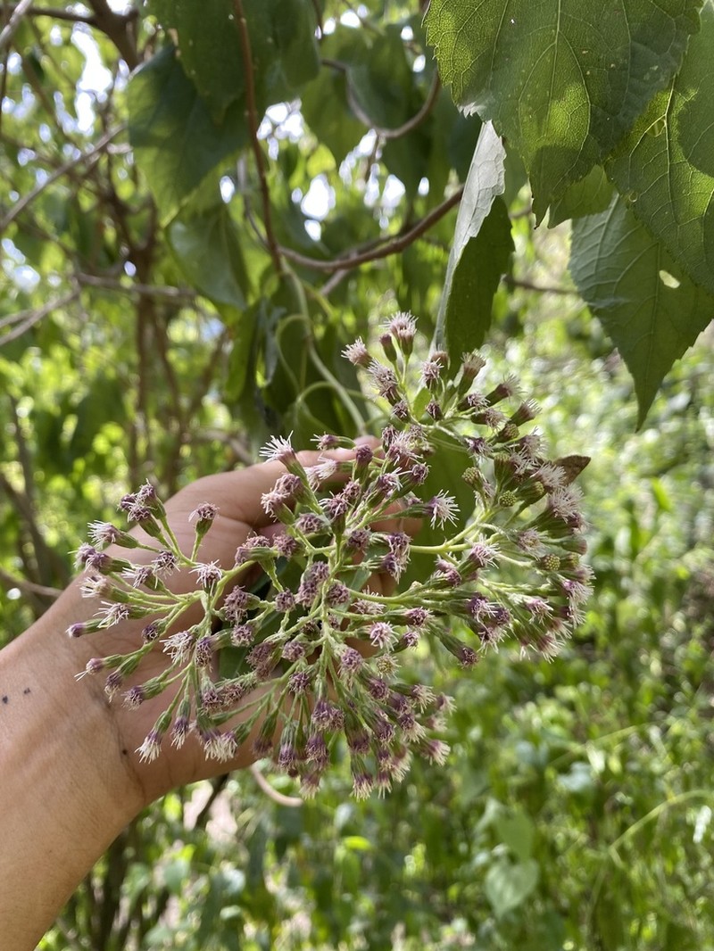 Kaunia lasiophthalma