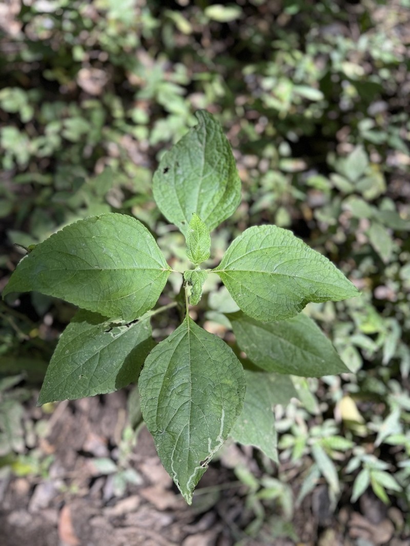 Kaunia lasiophthalma photo 2