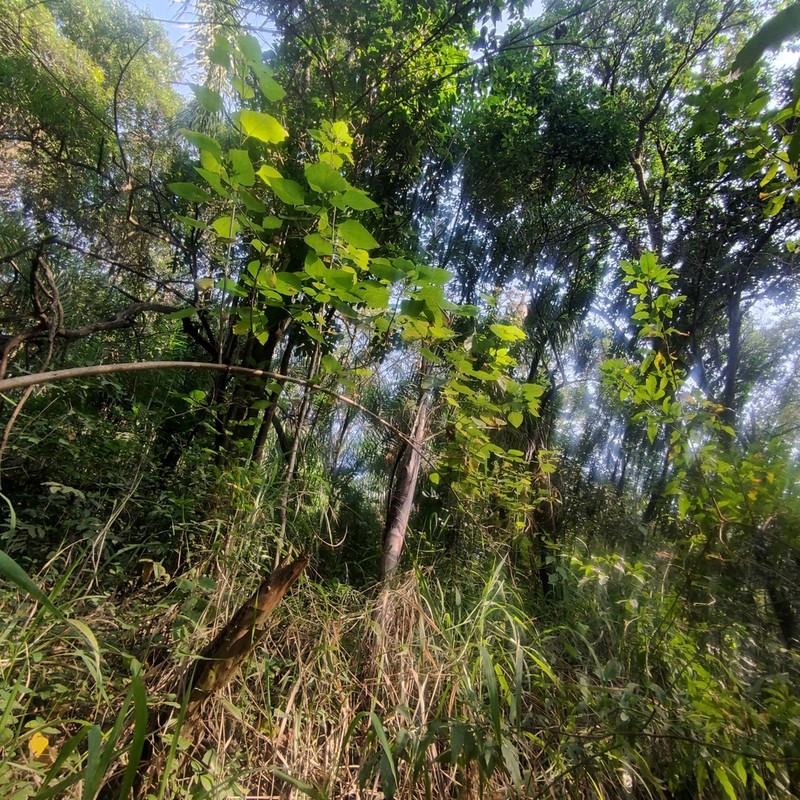 Kaunia lasiophthalma photo 3