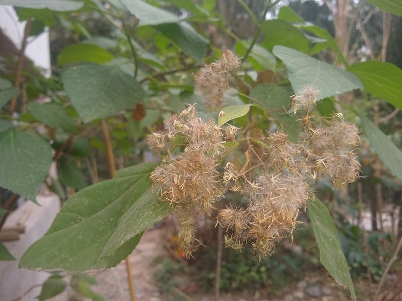 Kaunia lasiophthalma photo 5