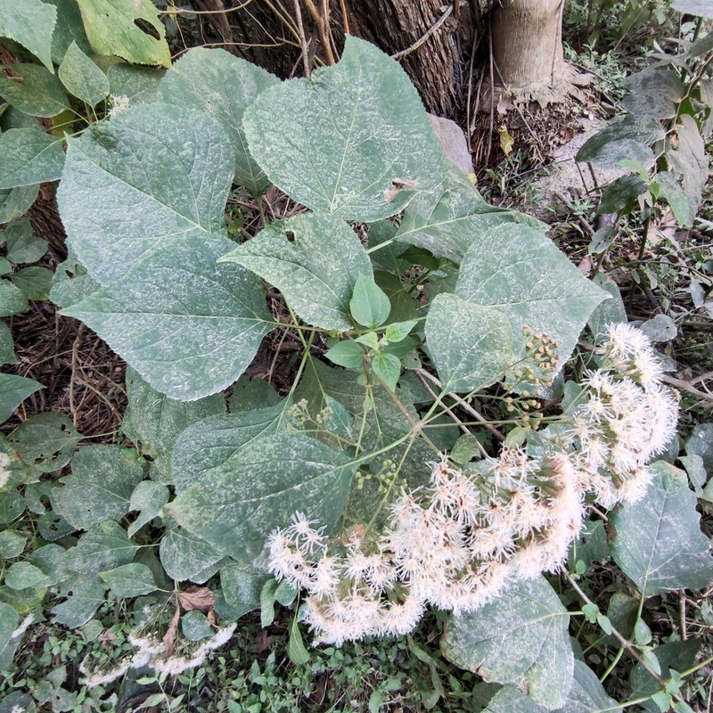 Kaunia lasiophthalma photo 6