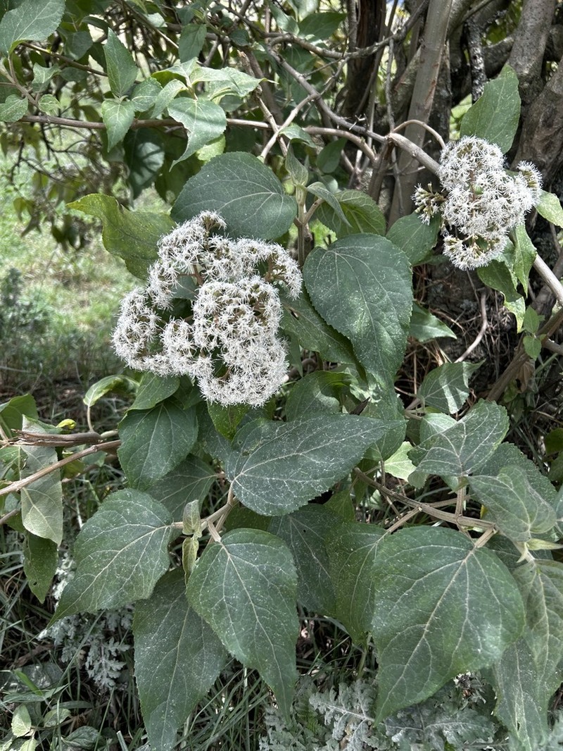 Kaunia longipetiolata