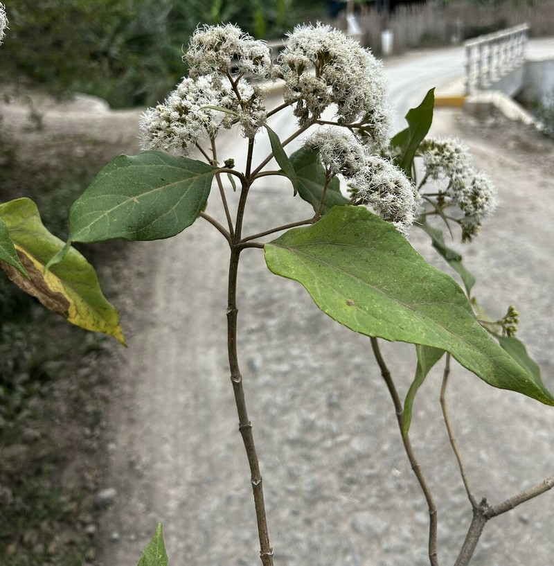 Kaunia longipetiolata photo 2