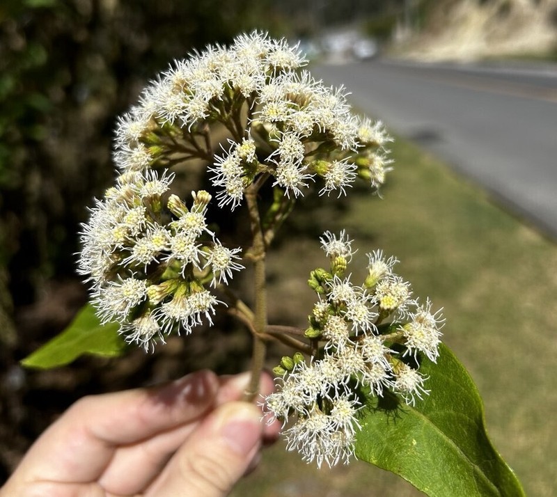 Kaunia longipetiolata photo 4