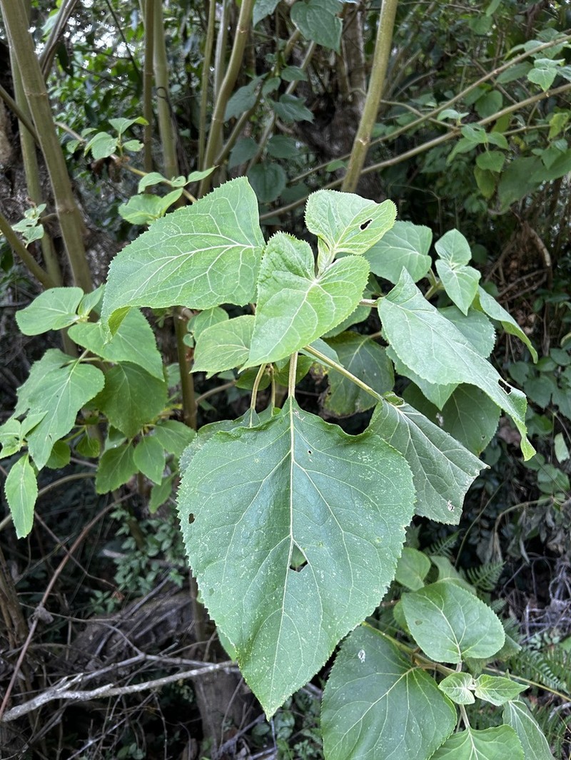 Kaunia longipetiolata photo 5