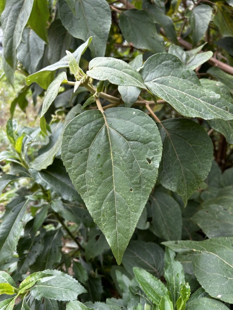 Kaunia longipetiolata photo 7