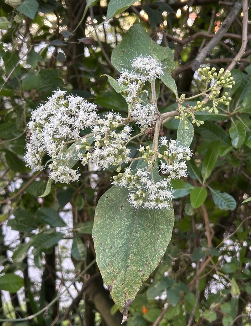 Kaunia longipetiolata photo 8