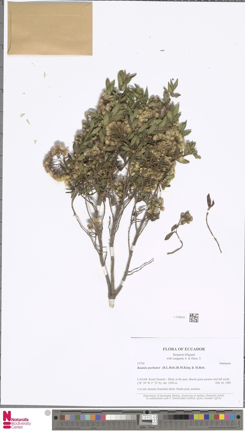 Kaunia pachanoi