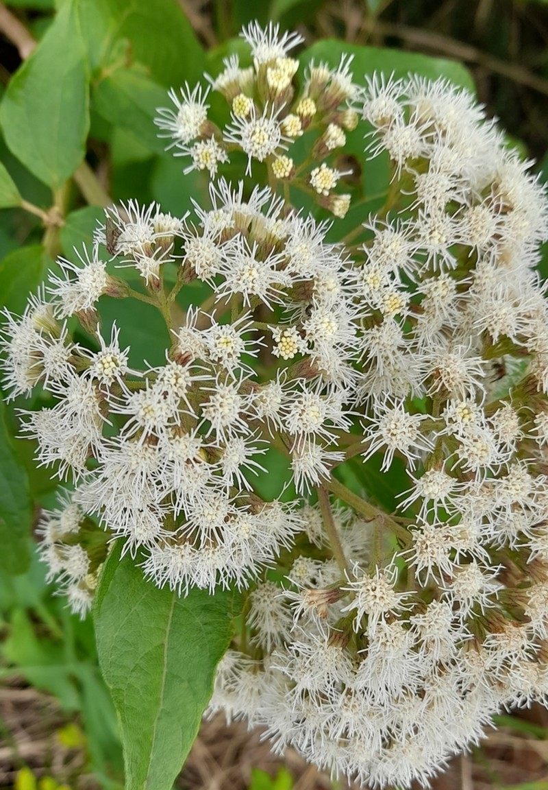 Kaunia rufescens