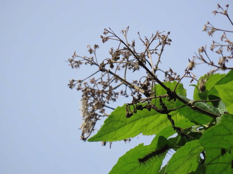 Kaunia rufescens photo 2