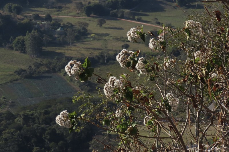 Kaunia rufescens photo 3