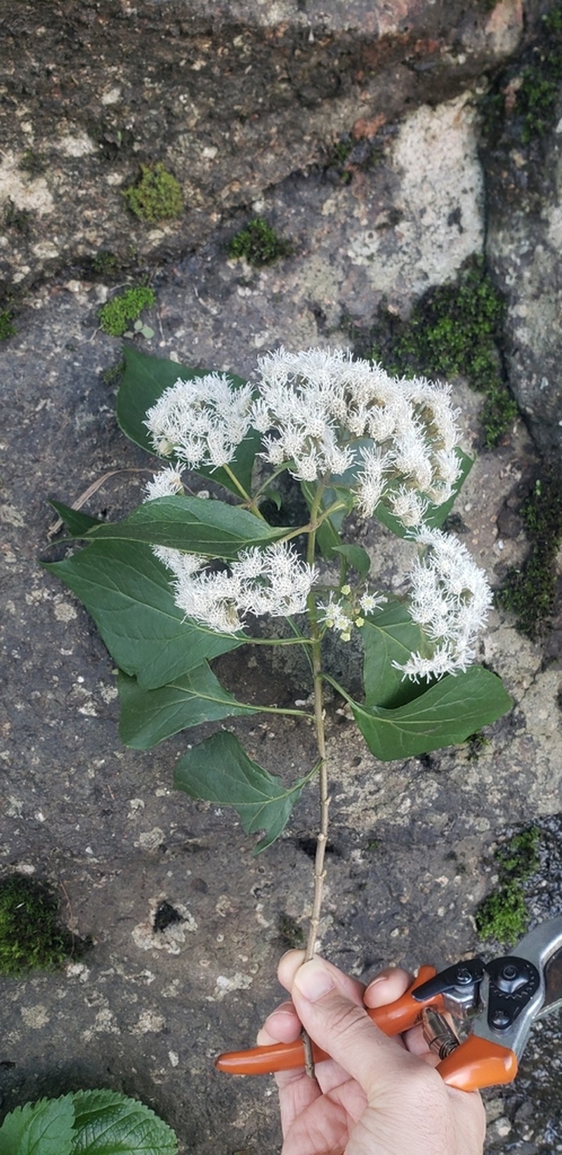 Kaunia rufescens photo 4